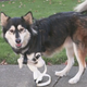 Illustration for article titled Derby, the Adorable Cybernetic Dog, Just Got Upgraded 3D-Printed Legs